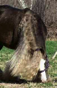 "The Business", Bobby's Grandsire