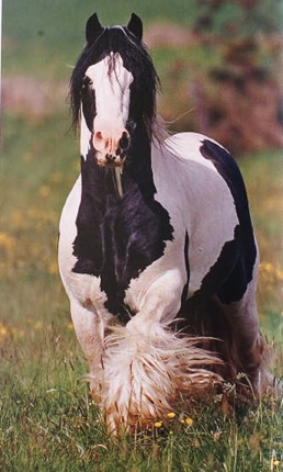 The "PO" Stallion
Echo's Sire