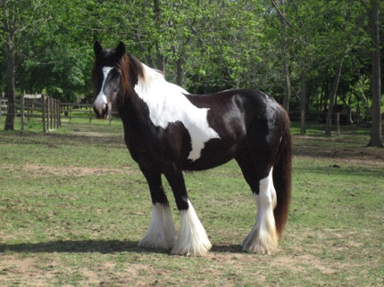 Magic
Thriller's Dam