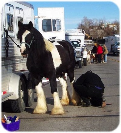 Dynasty''s Dam - "Dinah" Courtesy BFSGH