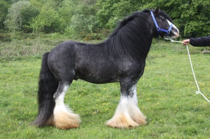 Peter Ash's Blue Horse
Jameson&rsquo;s Grandsire