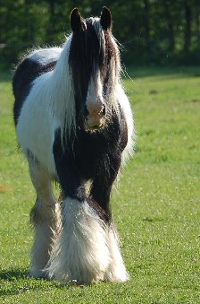 The Vincent Mare
Magic's Grand Dam